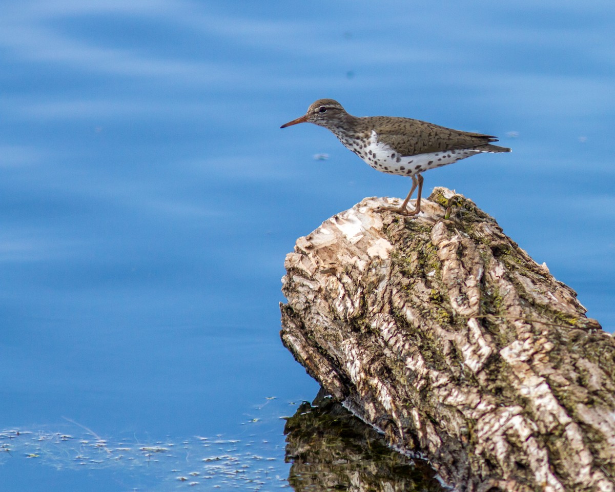 Spotted Sandpiper - Kyle Blaney