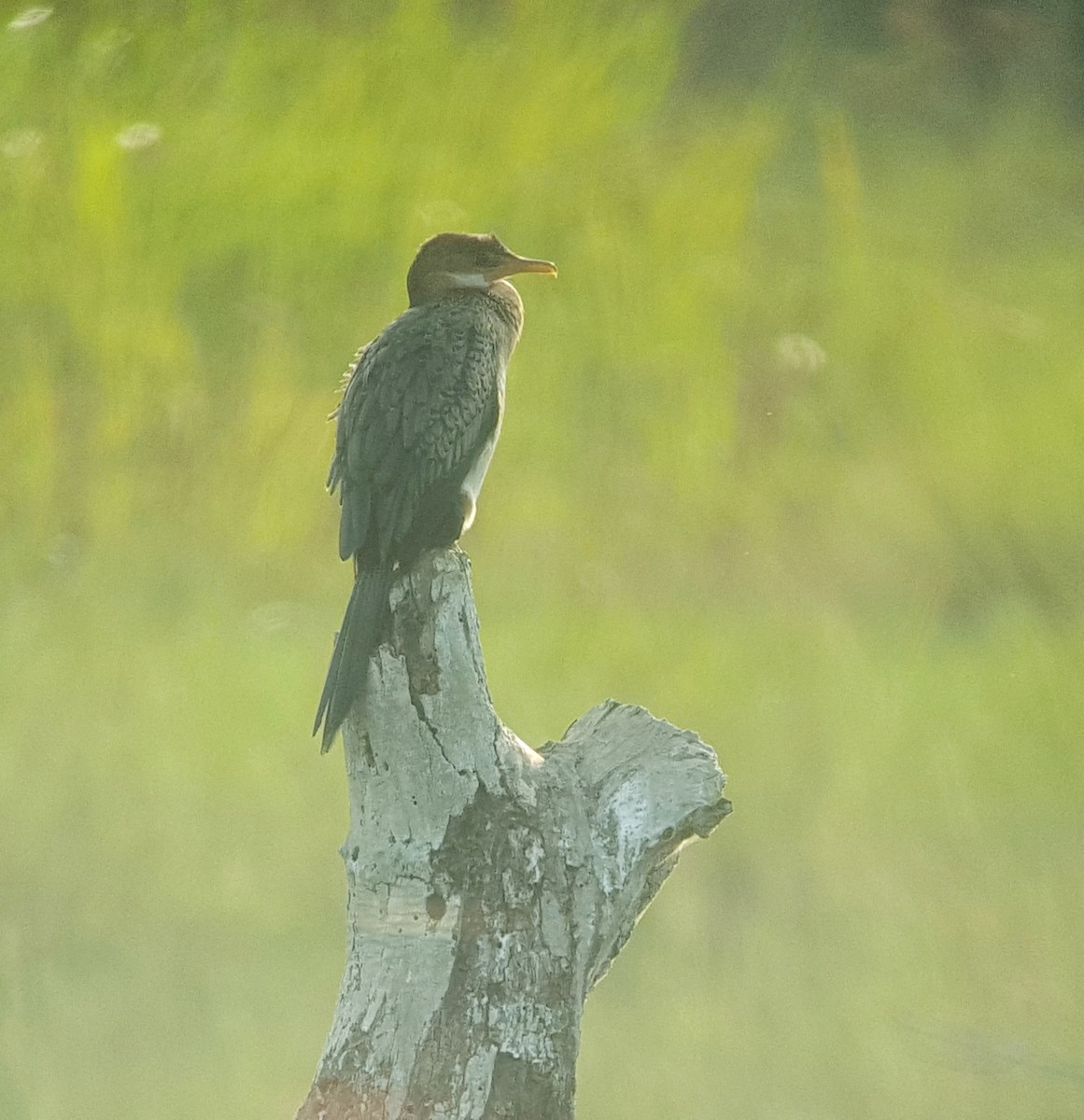 Long-tailed Cormorant - ML84194271