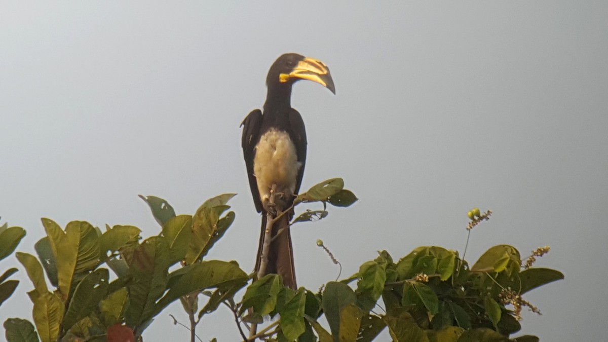 West African Pied Hornbill - ML84194311