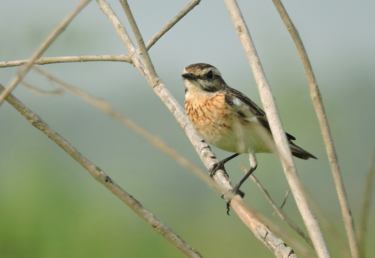 Whinchat - ML84194351