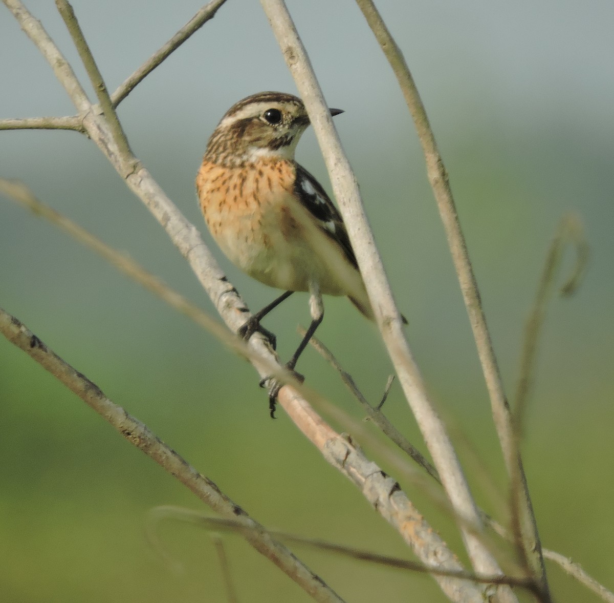 Whinchat - ML84194361