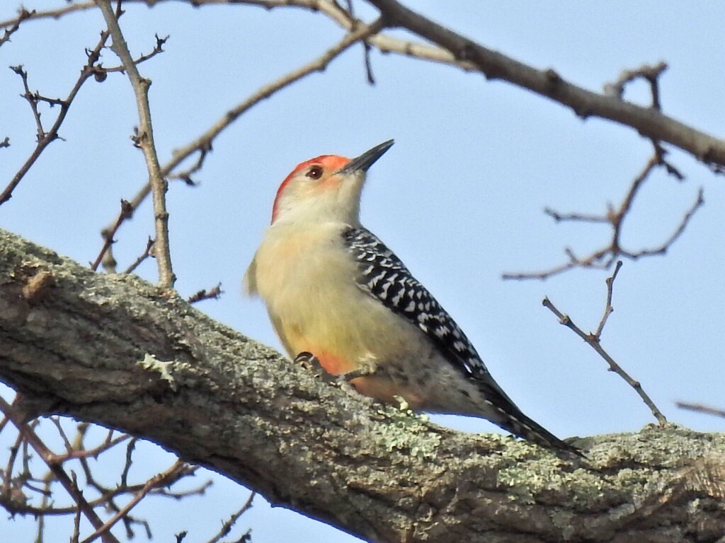 Red-bellied Woodpecker - Susan  Finnegan