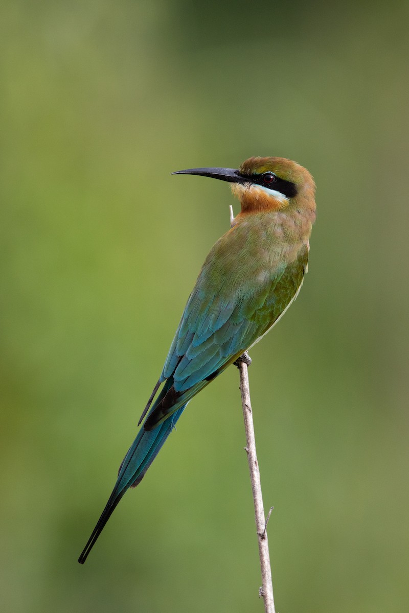 Blue-tailed Bee-eater - ML84194841