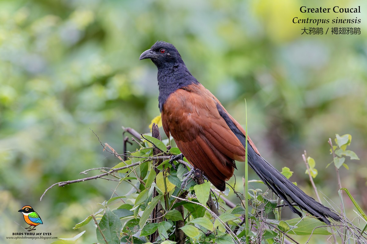 Greater Coucal - ML84194971