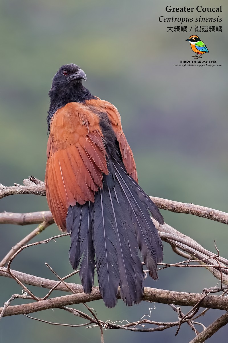Greater Coucal - ML84194981