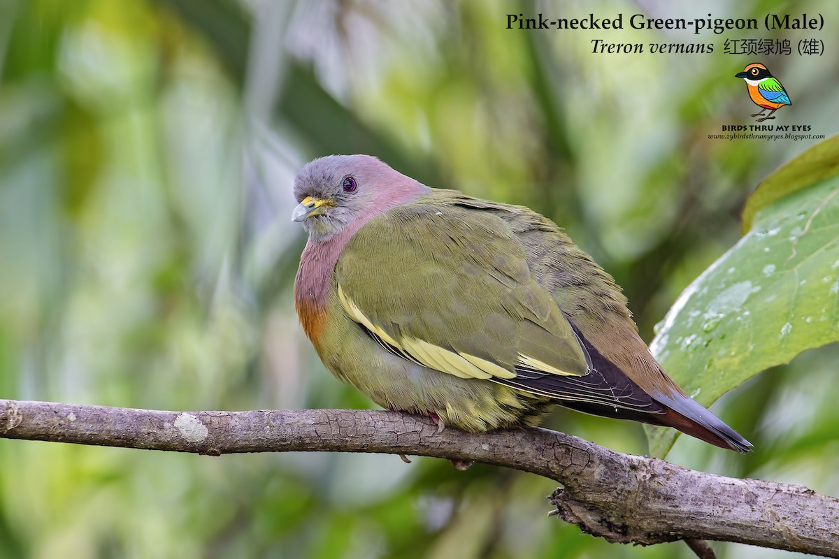 Pink-necked Green-Pigeon - Zhong Ying Koay