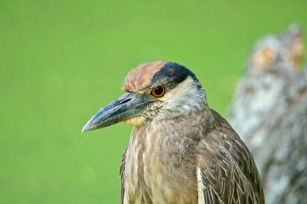 Yellow-crowned Night Heron - Harlan Stewart