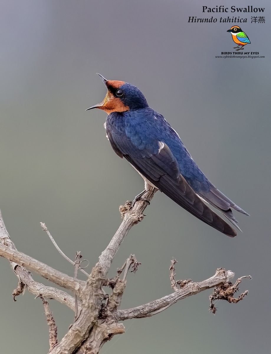 Pacific Swallow - Zhong Ying Koay