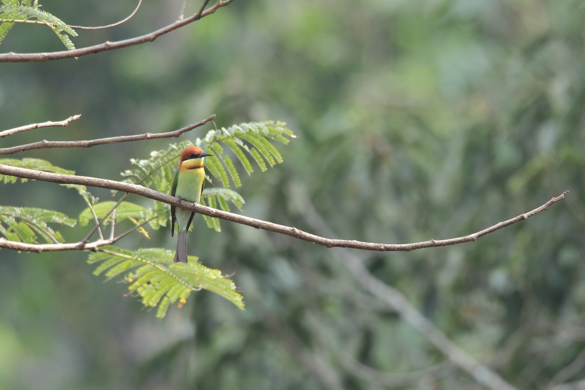 Chestnut-headed Bee-eater - Harshith JV