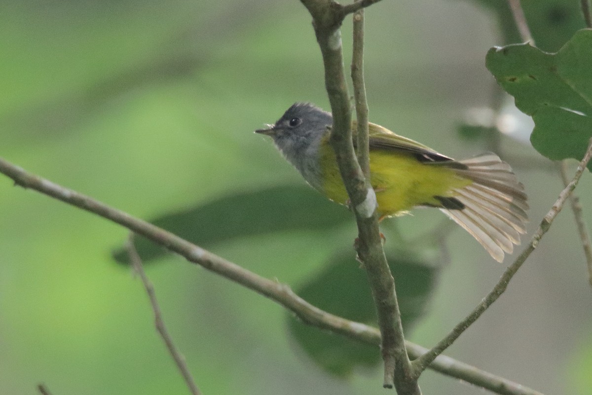 Gray-headed Canary-Flycatcher - Harshith JV