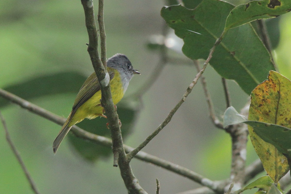 Gray-headed Canary-Flycatcher - Harshith JV