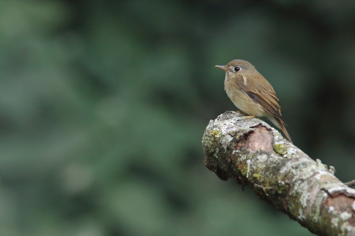 Brown-breasted Flycatcher - Harshith JV