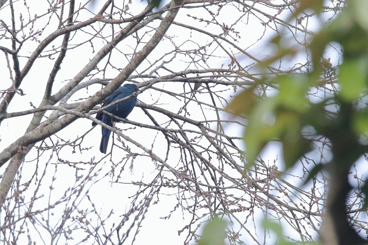Asian Fairy-bluebird - Harshith JV