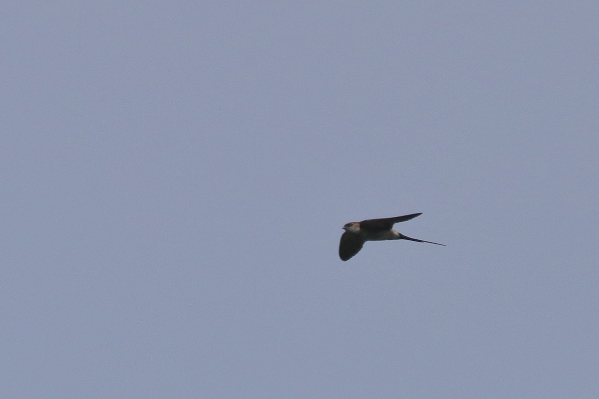 Red-rumped Swallow - Harshith JV