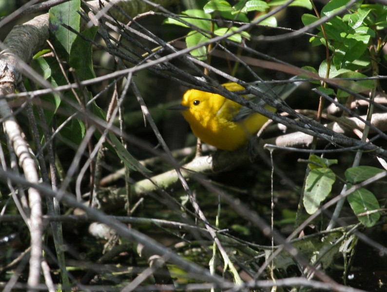 Prothonotary Warbler - ML84204211
