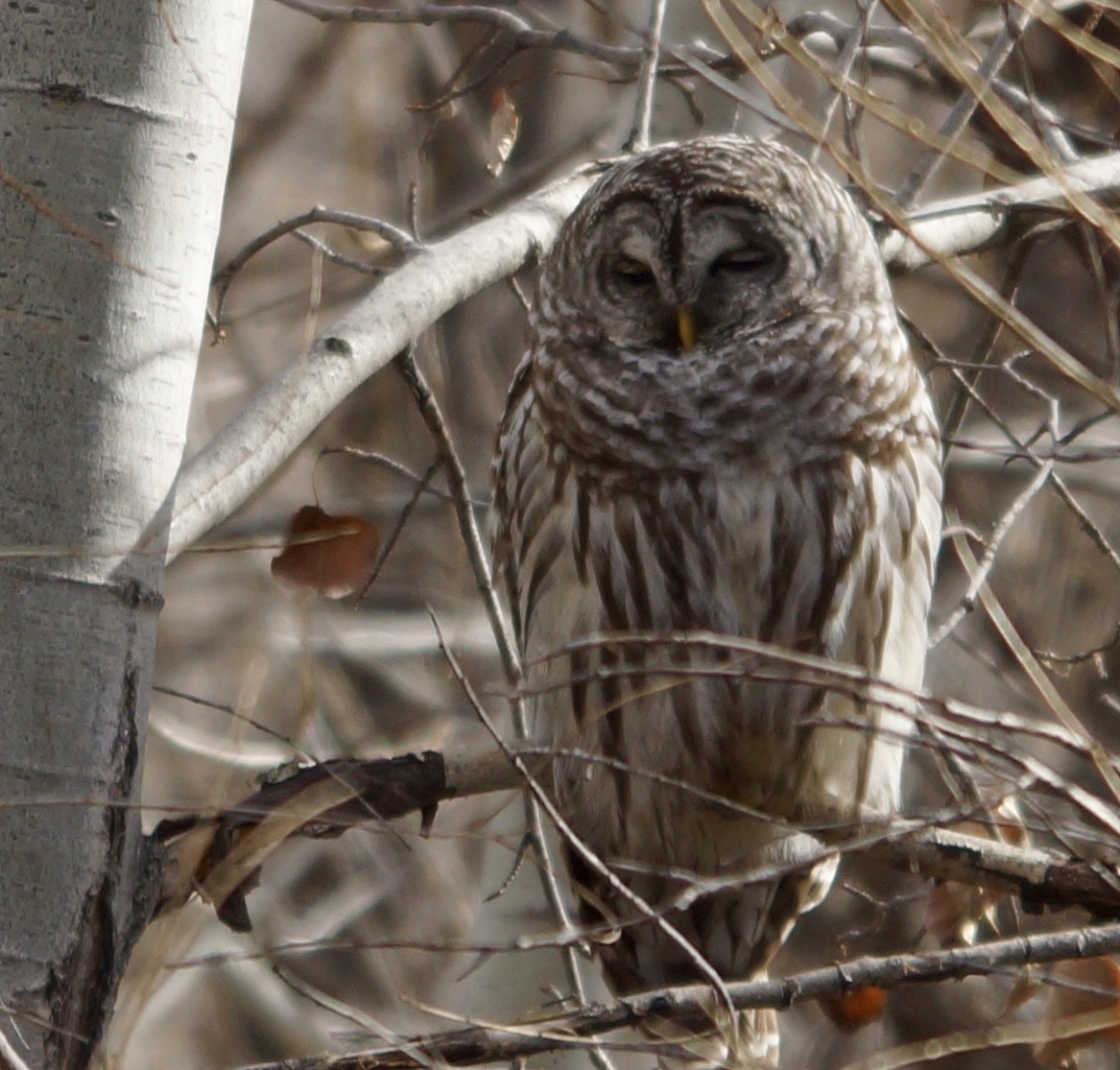 Barred Owl - ML84204511