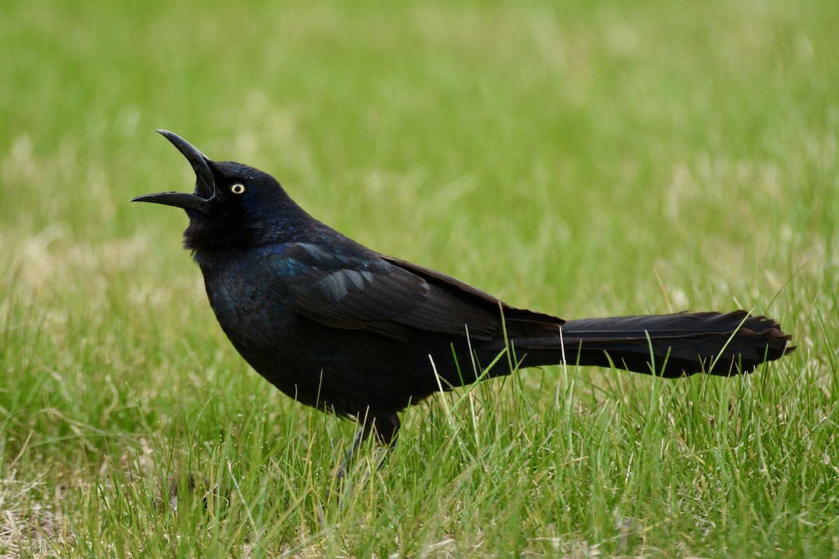 Great-tailed Grackle - ML84205371