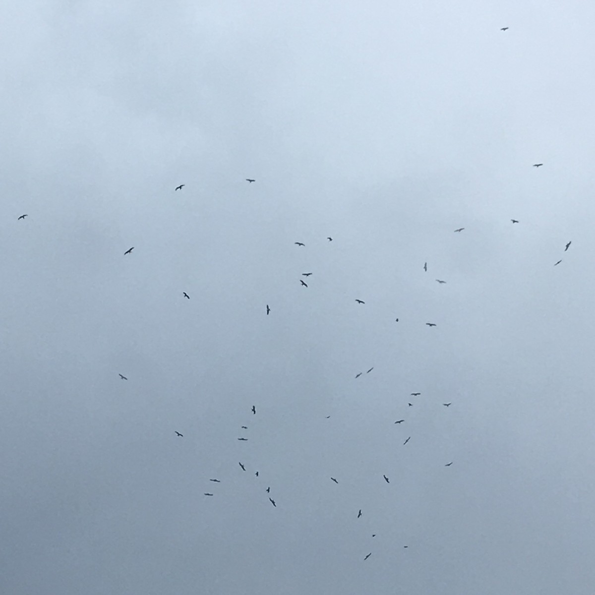 Swallow-tailed Kite - ML84205441
