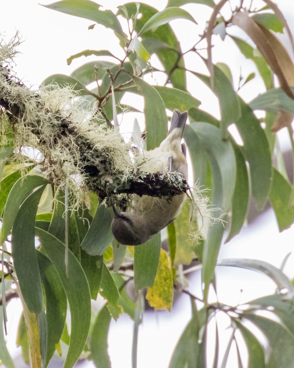 Mana-Akepakleidervogel - ML84207241