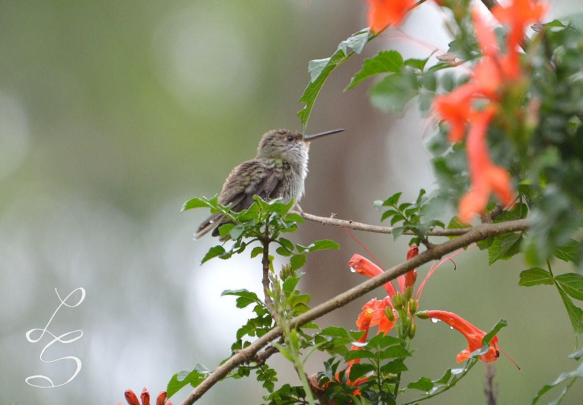 White-bellied Hummingbird - Luis Fernandez