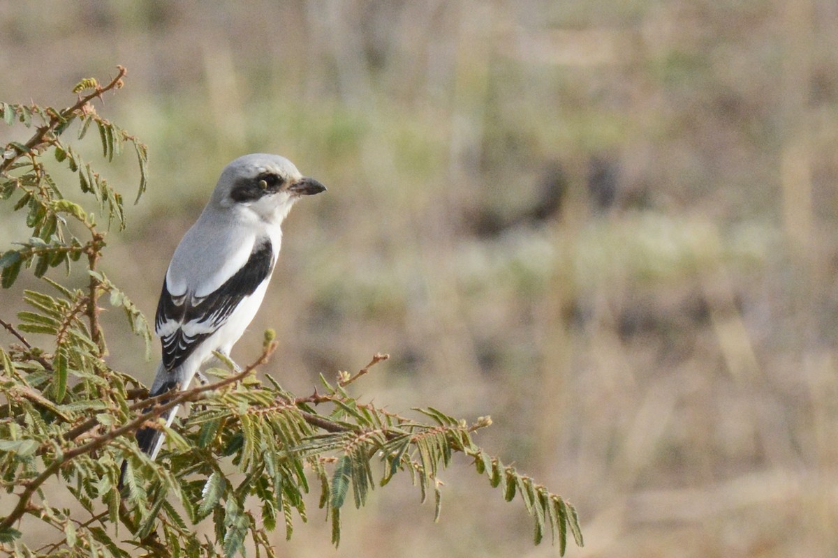 Great Gray Shrike (Sahara) - Marie O'Neill