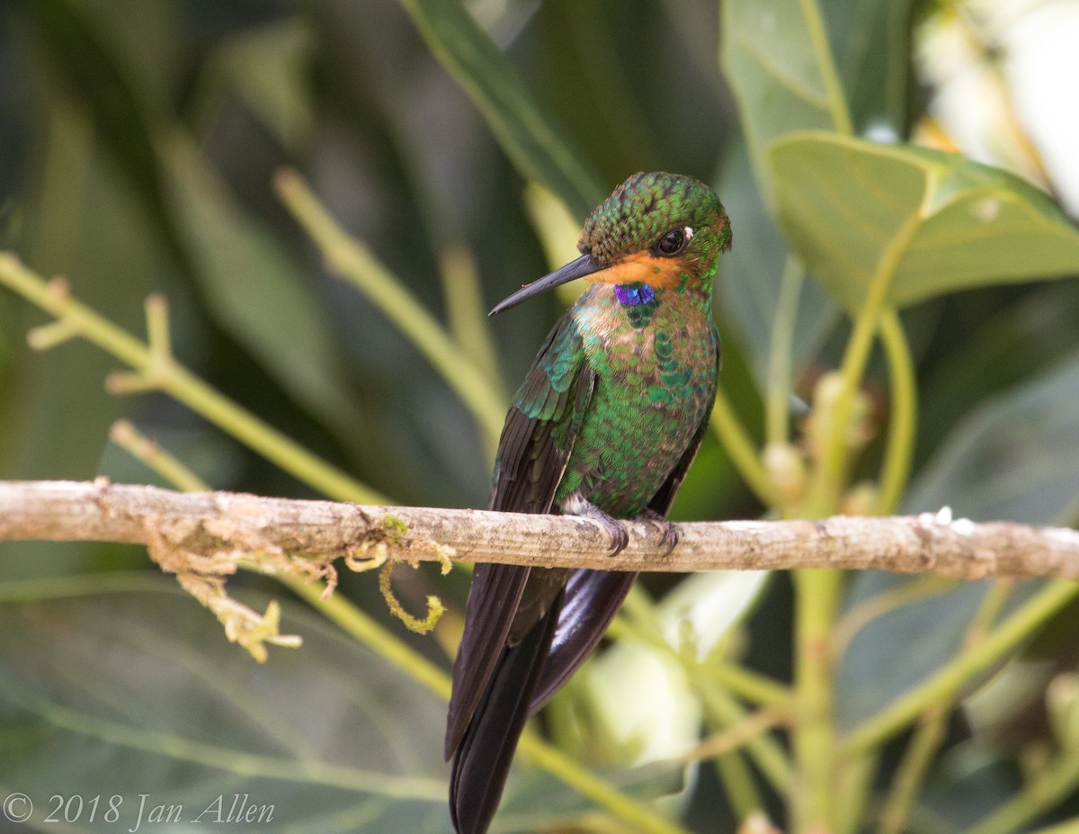 Green-crowned Brilliant - ML84211671