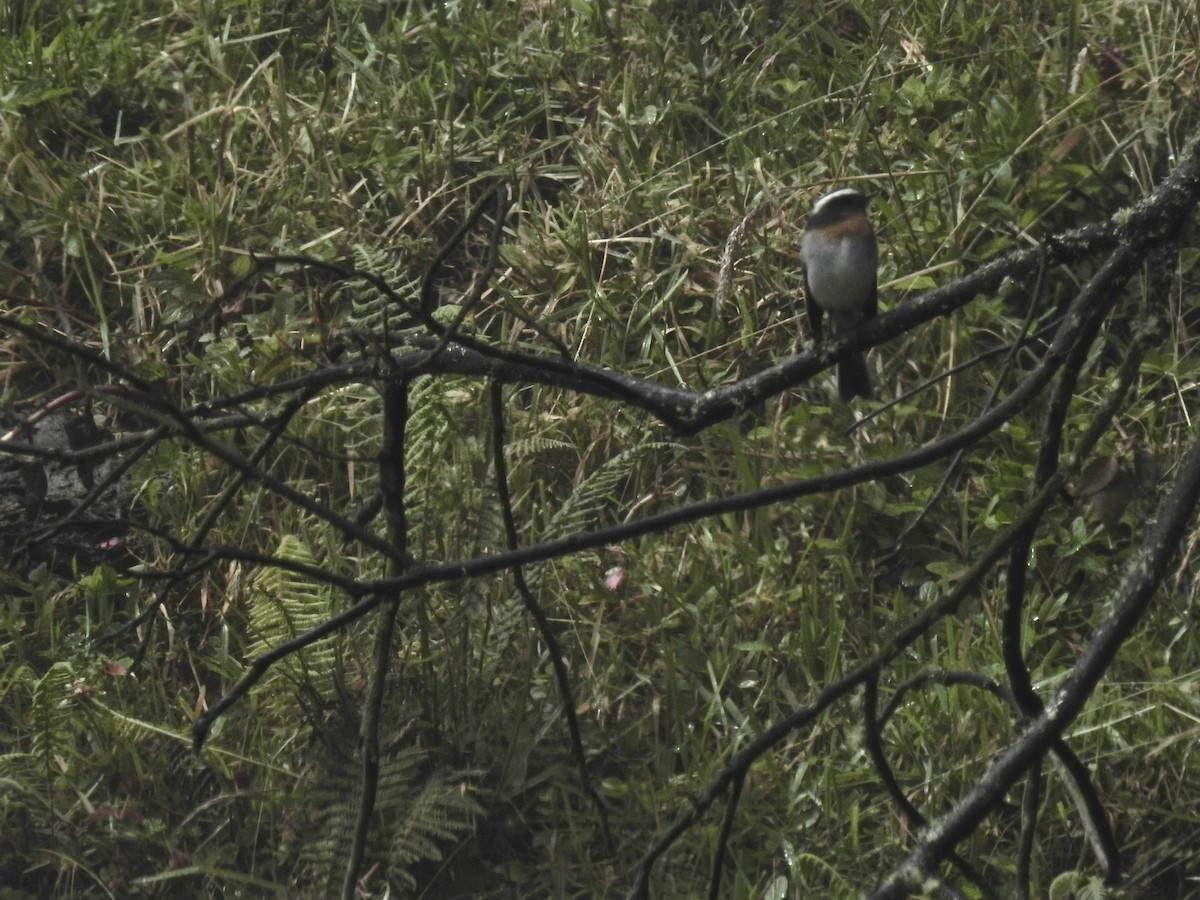 Rufous-breasted Chat-Tyrant - Alison Mews