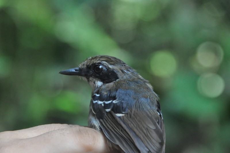 Black-faced Antbird - ML84213151