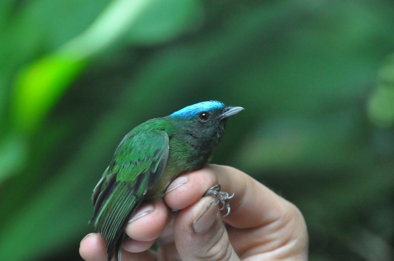 Blue-capped Manakin - Wannes Bos
