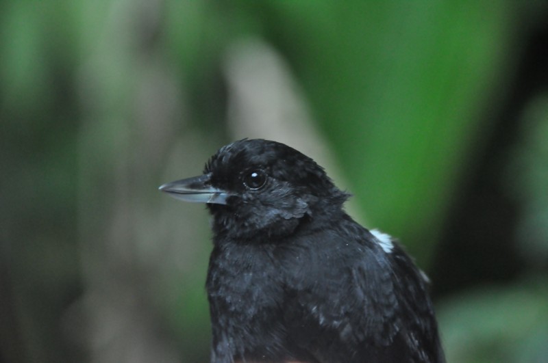 Black Bushbird - ML84213481