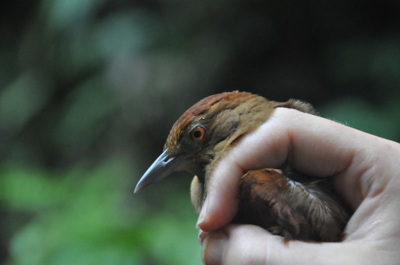 Chestnut-crowned Foliage-gleaner - Wannes Bos