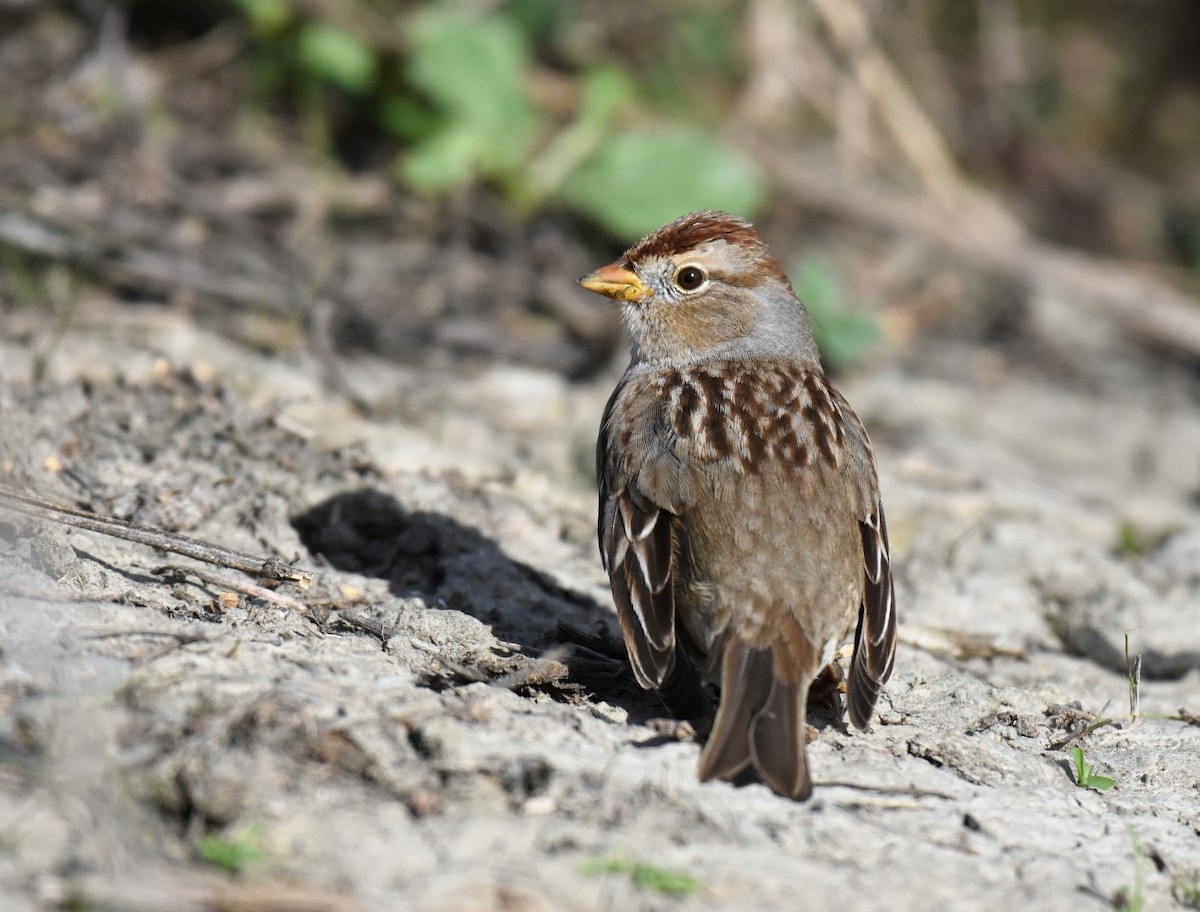 White-crowned Sparrow - ML84220481