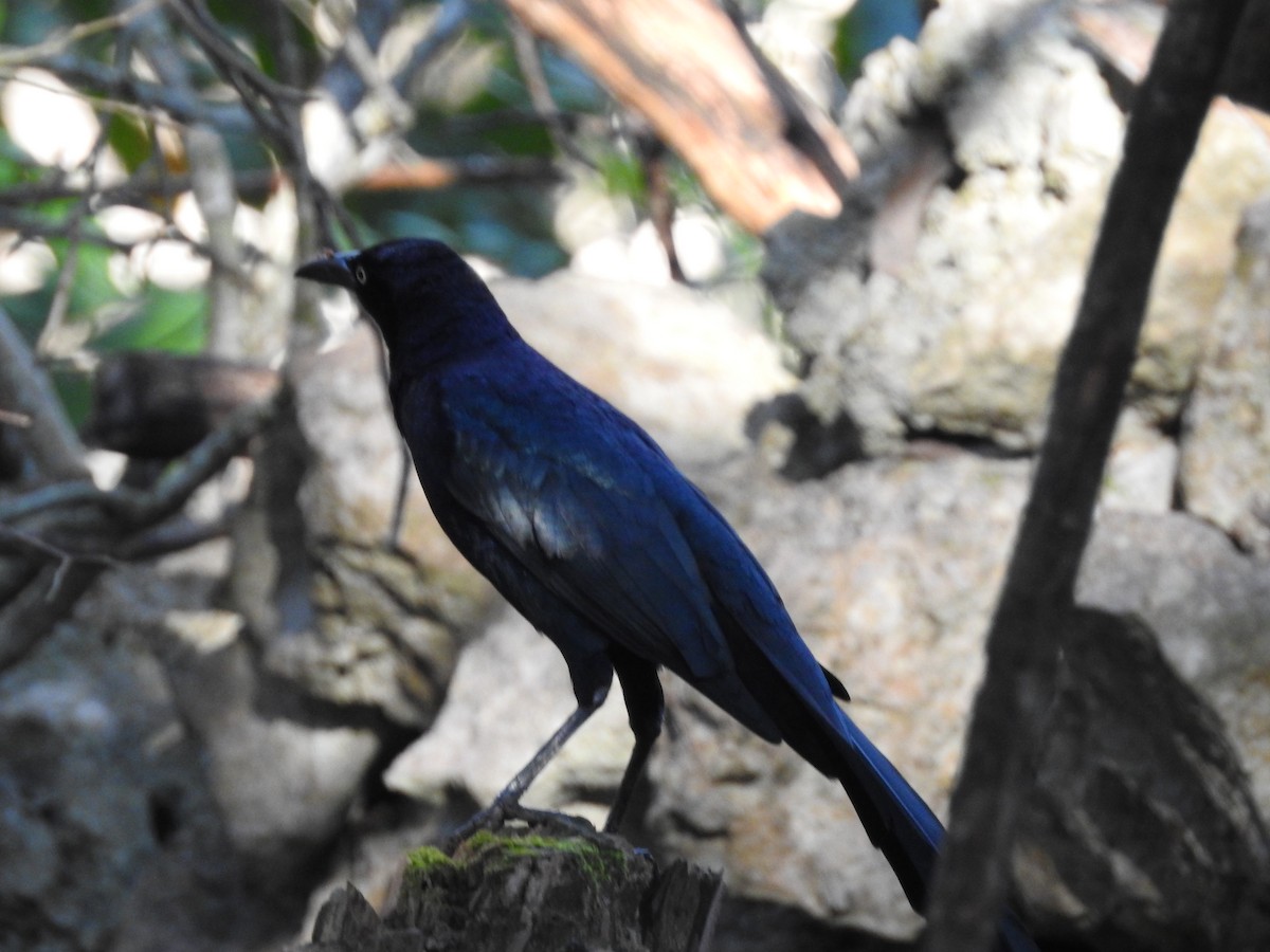 Great-tailed Grackle - ML84222301
