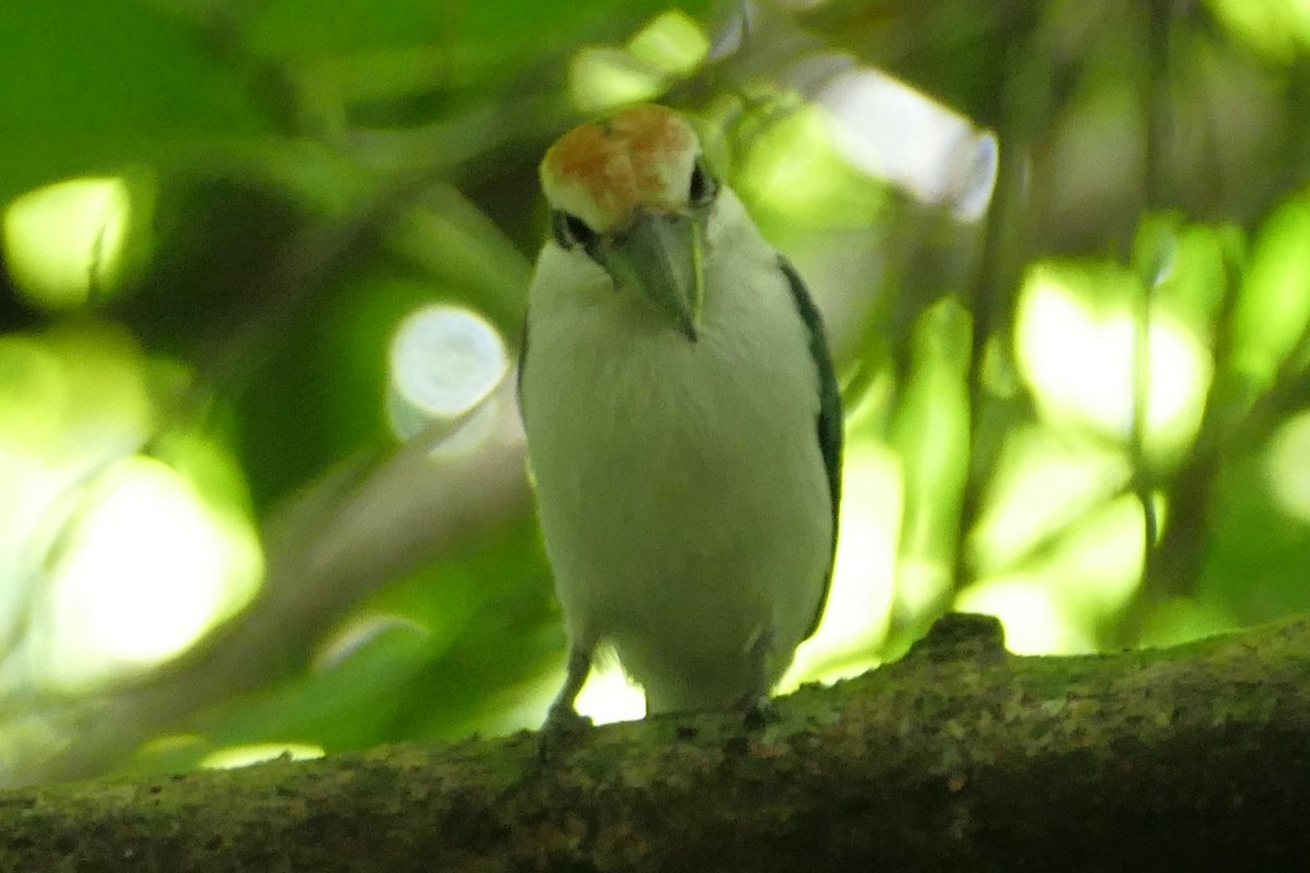 Palau Kingfisher - ML84224131