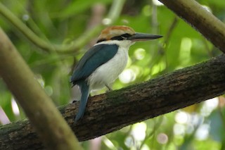  - Palau Kingfisher