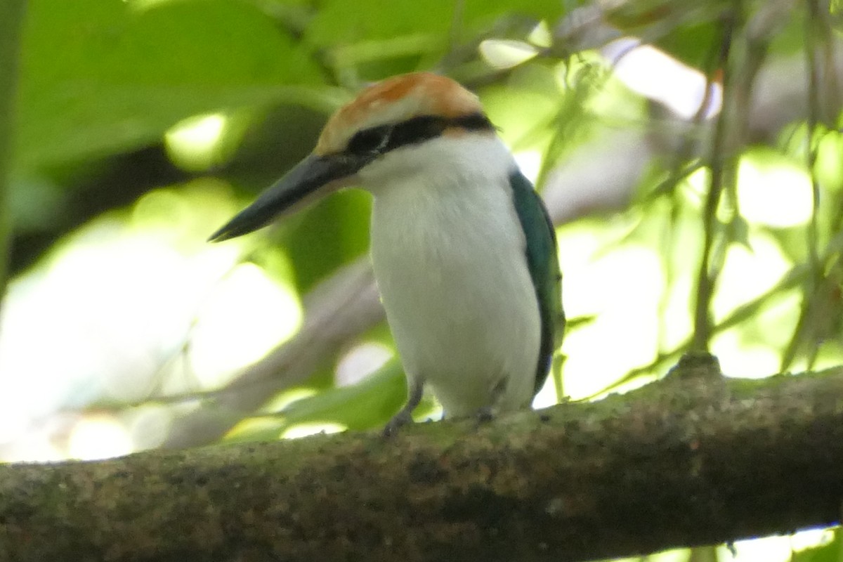 Palau Kingfisher - ML84224241