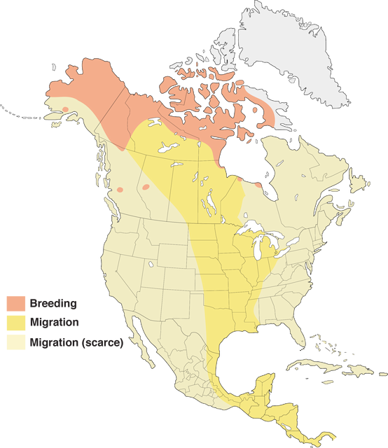 american golden plover migration map