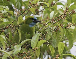  - Golden-naped Barbet