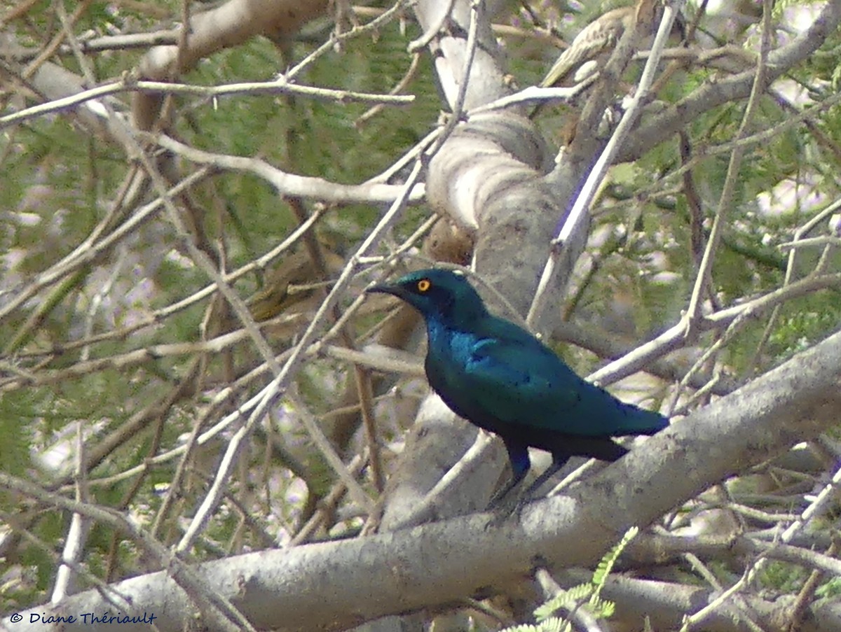 Greater Blue-eared Starling - ML84227991