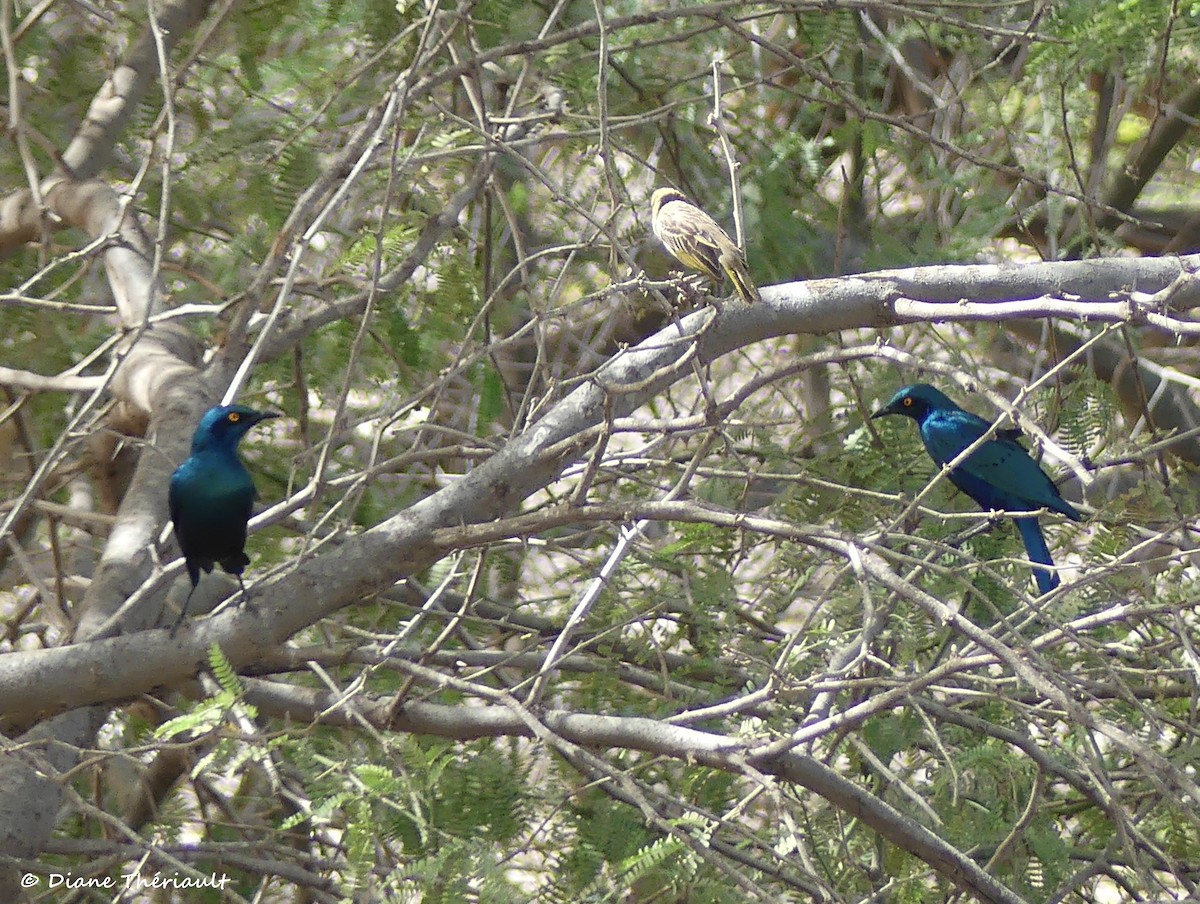 Greater Blue-eared Starling - ML84228001