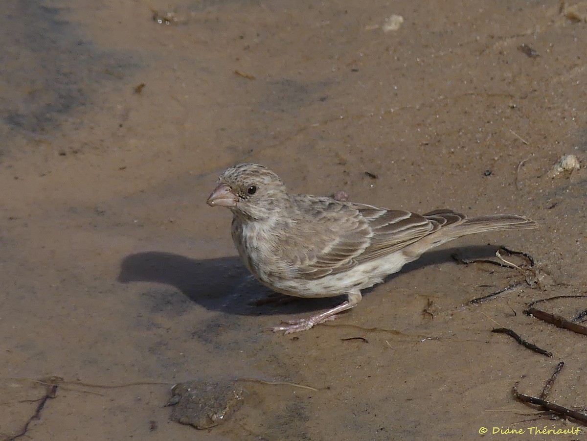 White-rumped Seedeater - ML84229391