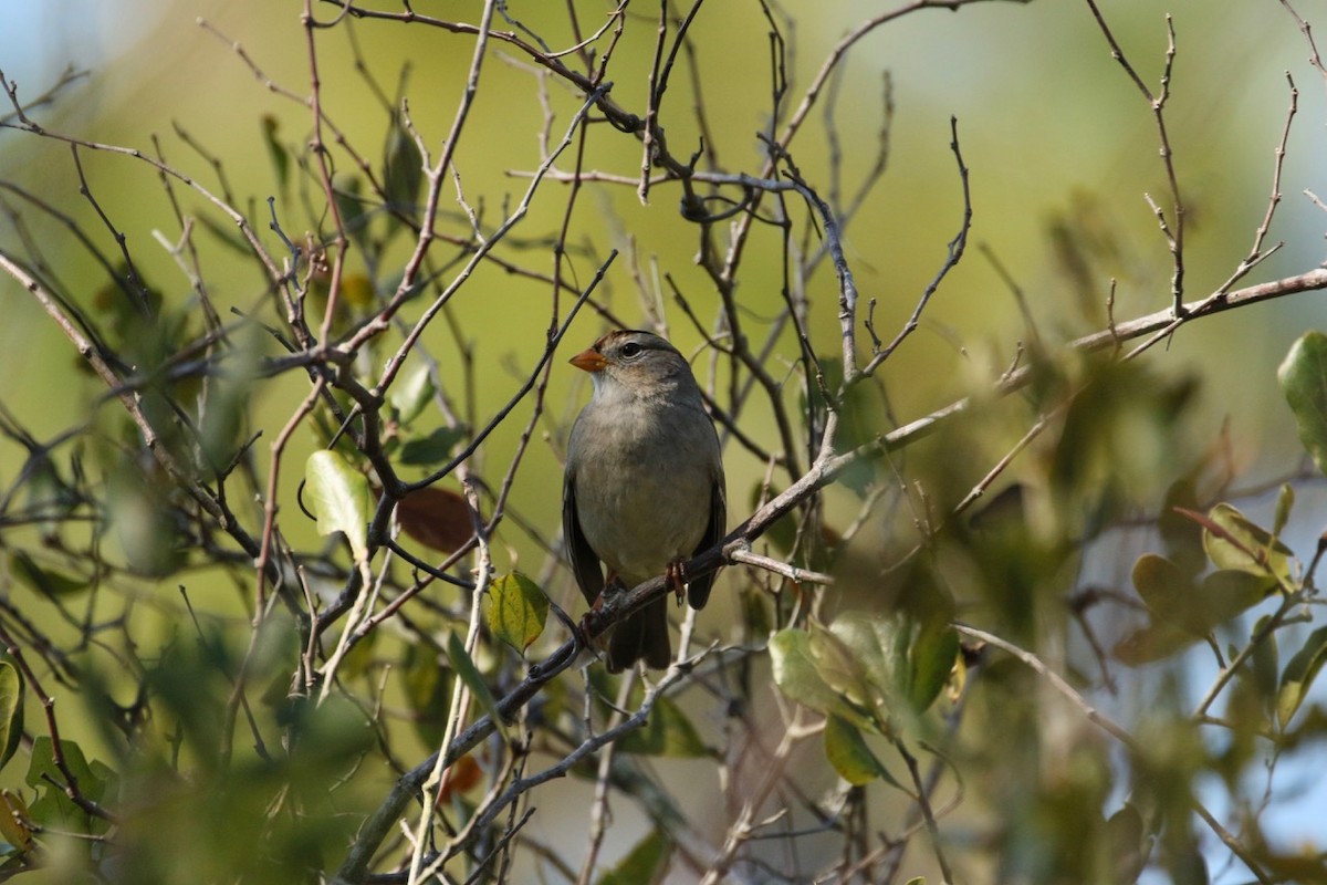 White-crowned Sparrow (Gambel's) - ML84229891