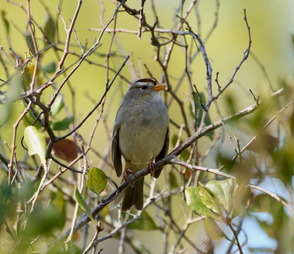 White-crowned Sparrow (Gambel's) - ML84229901