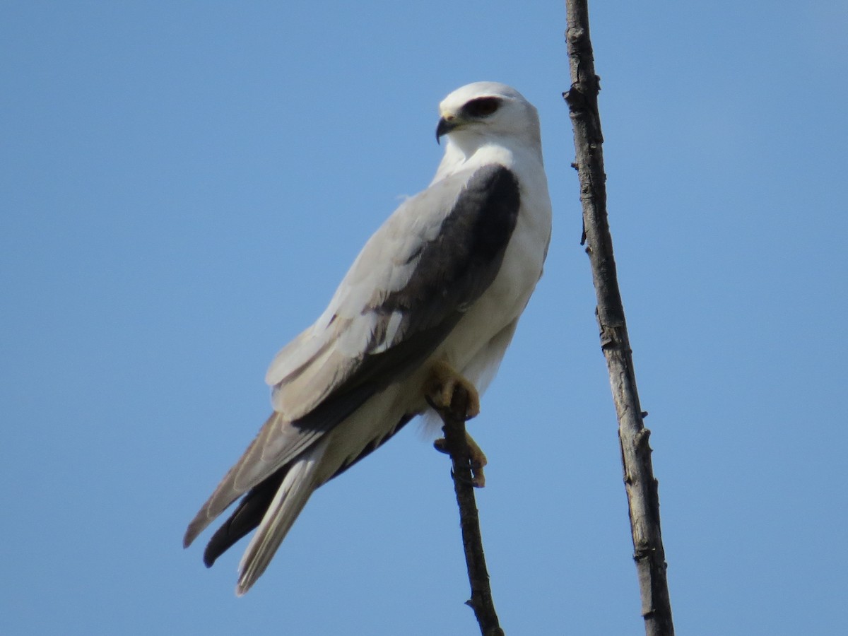 White-tailed Kite - Marilyn Castillo Muñoz (Kingfisher Birdwatching Nuevo León)