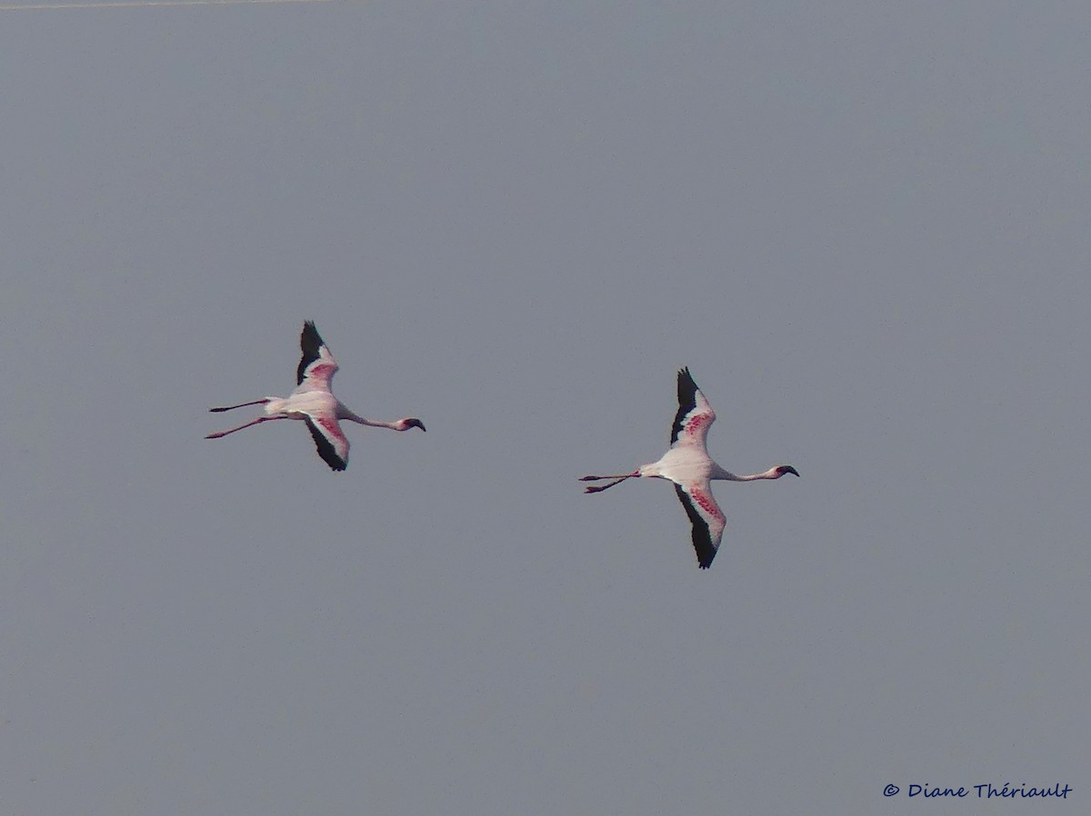 Lesser Flamingo - ML84230291