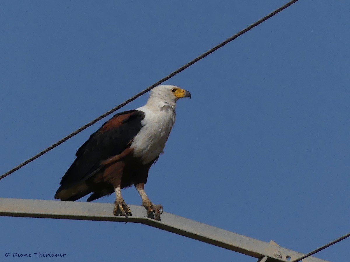 African Fish-Eagle - ML84230511