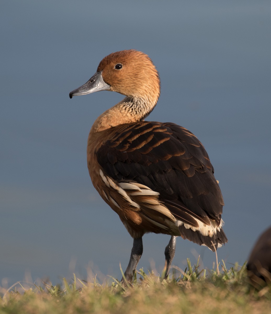 Fulvous Whistling-Duck - ML84230581