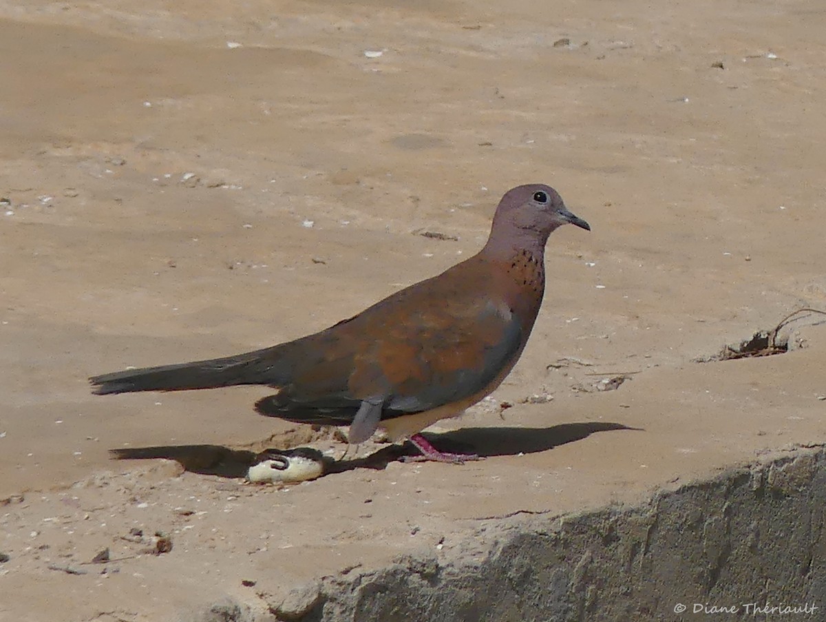 Laughing Dove - ML84230621