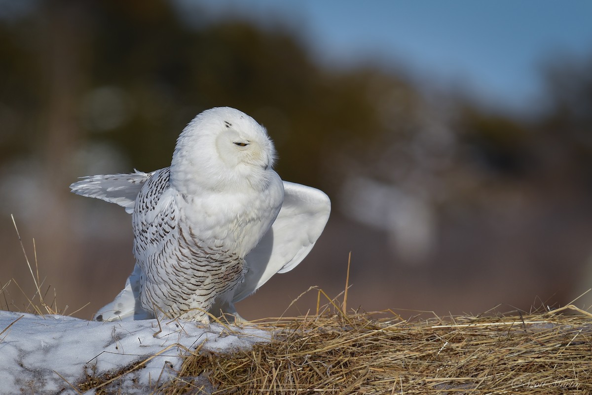Snowy Owl - ML84230691