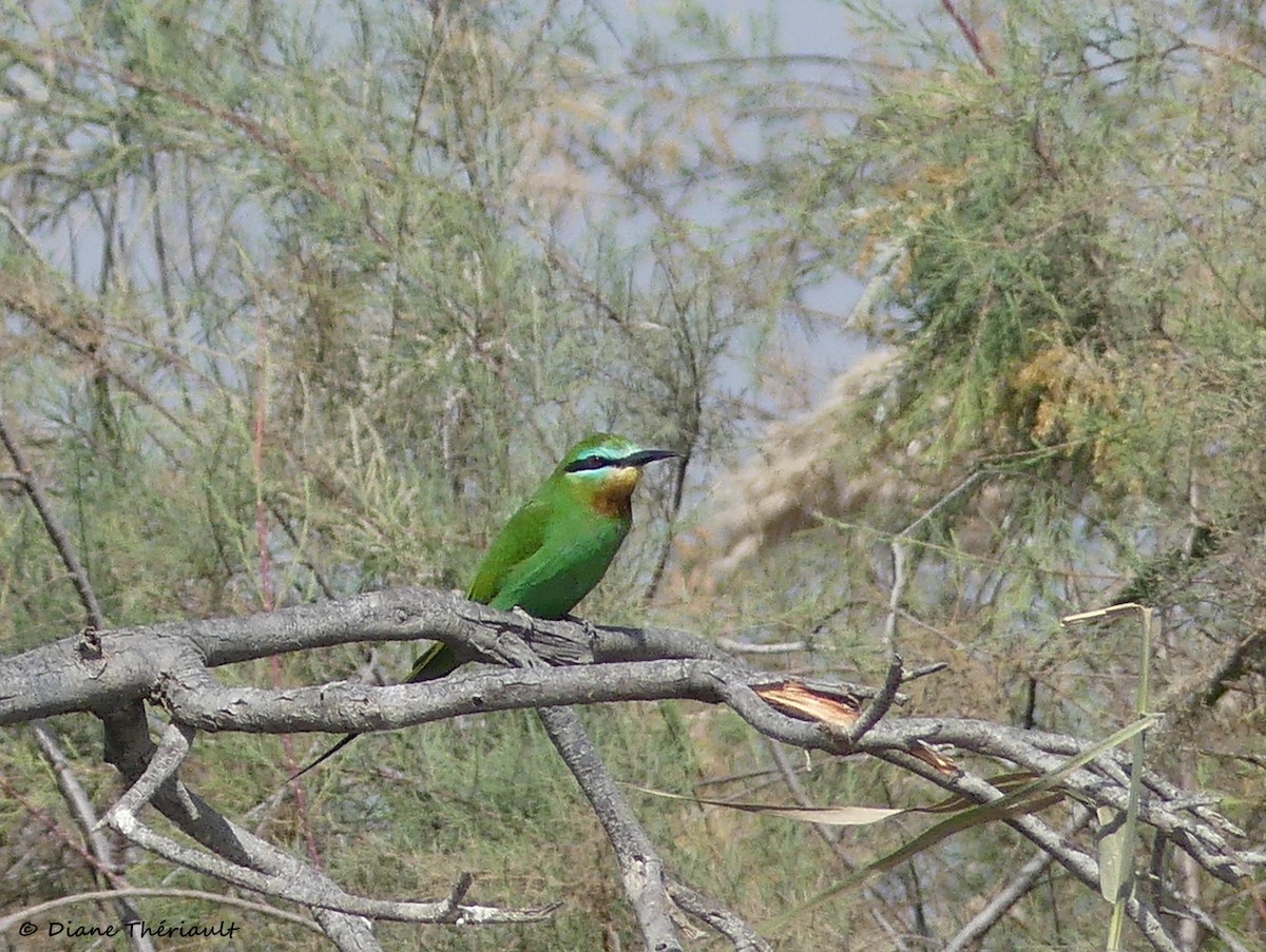 Blue-cheeked Bee-eater - ML84231121